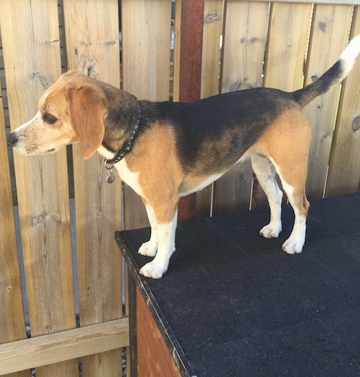 A black, tan and white tricolor Beagle dog standing outside up on a black and brown wooden table next to a wooden fence.